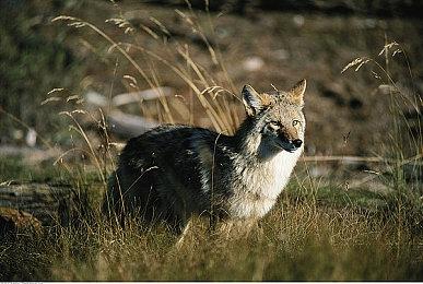 PC游戏秀：《冰汽时代》团队新作《多重人生》公布